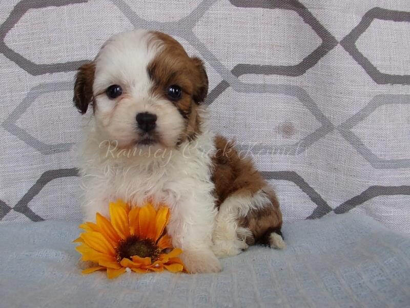 Plett, a Shichon (Teddy Bear) puppy in Indiana.