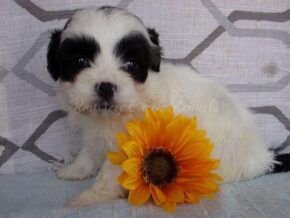 Plevia at Ramsey Creek Kennels