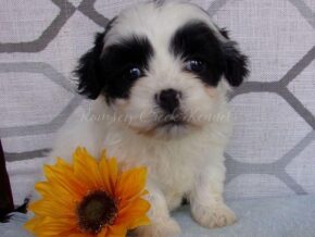 Plevia at Ramsey Creek Kennels