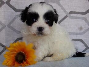 Plevia at Ramsey Creek Kennels