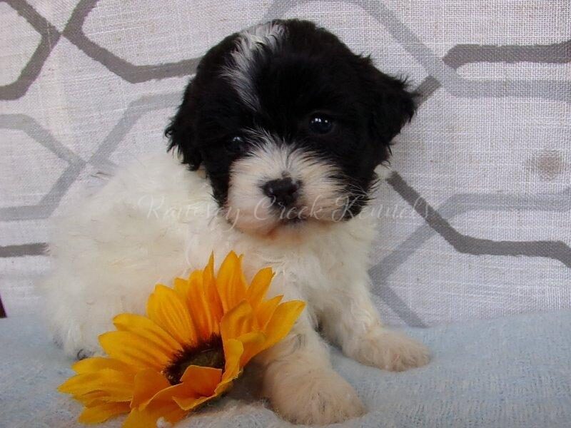 Polariz, a Shichon (Teddy Bear) puppy in Indiana.