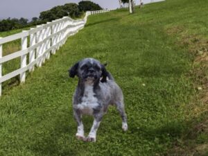 Cody, our Shih Tzu sire at Ramsey Creek Kennels