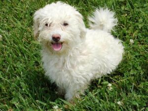 Reece, our Bichon Frise dam at Ramsey Creek Kennels