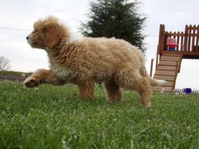 Sydney at Ramsey Creek Kennels