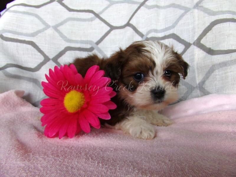 Rana, a Shichon (Teddy Bear) puppy in Indiana.
