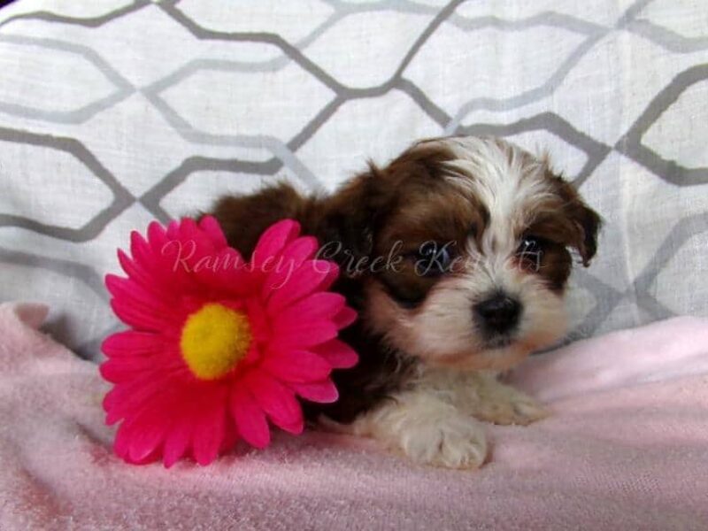 Rana, a Shichon (Teddy Bear) puppy in Indiana.