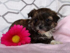 Roxi at Ramsey Creek Kennels