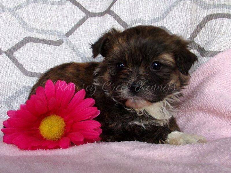 Roxi, a Shichon (Teddy Bear) puppy in Indiana.