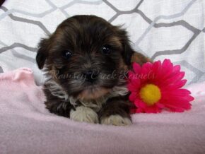Roxi at Ramsey Creek Kennels