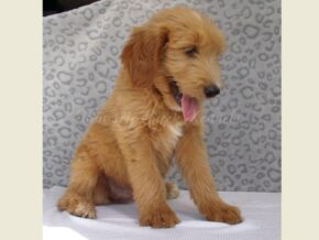 Dewitt at Ramsey Creek Kennels