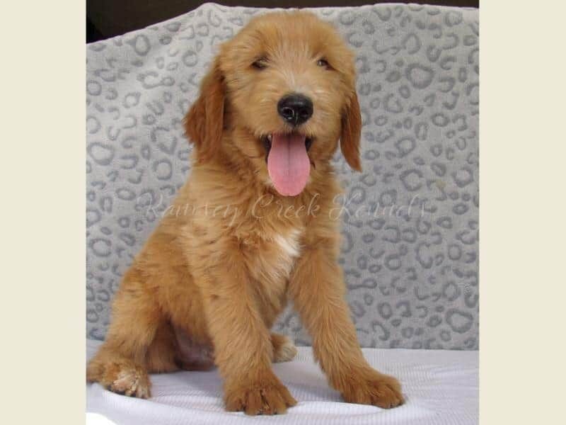 Dewitt, a F1-Goldendoodle puppy at Ramsey Creek Kennels in Indiana.