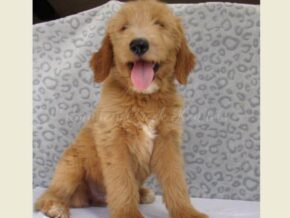 Dewitt at Ramsey Creek Kennels
