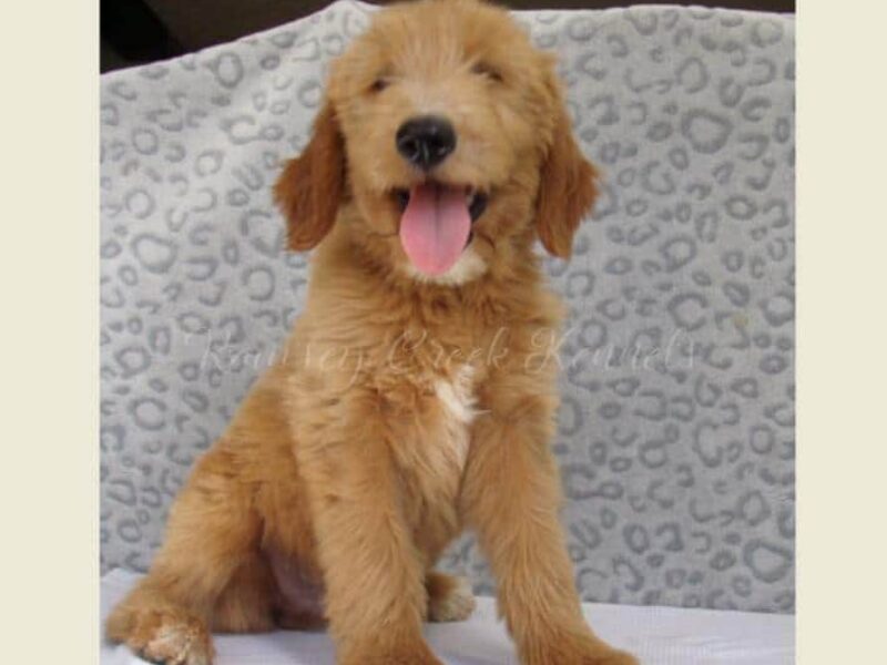 Dewitt, a F1-Goldendoodle puppy at Ramsey Creek Kennels in Indiana.