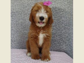Dixie at Ramsey Creek Kennels