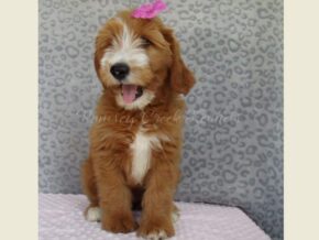 Dixie at Ramsey Creek Kennels