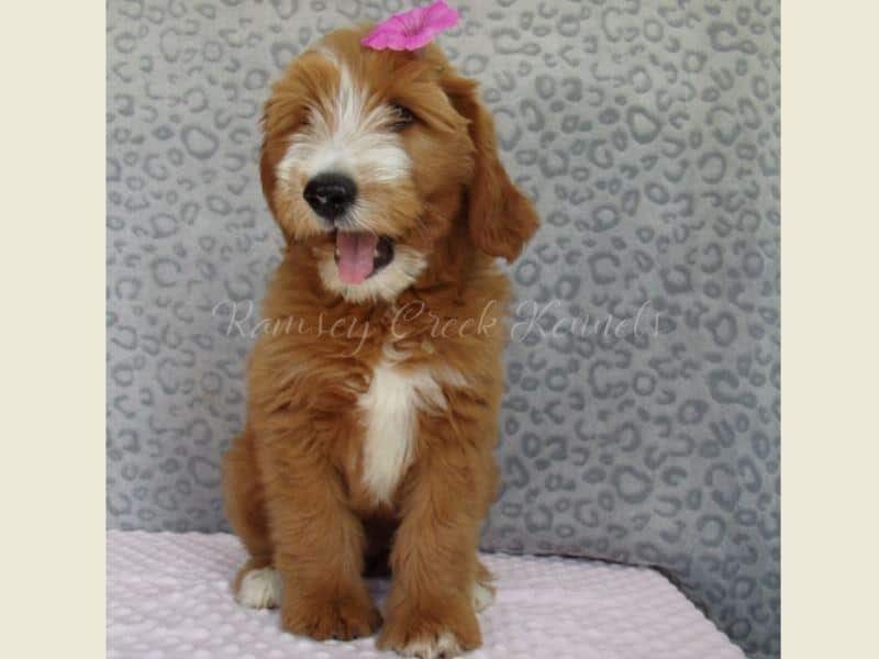 Dixie, a F1-Goldendoodle puppy at Ramsey Creek Kennels in Indiana.