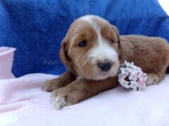 Photo1 for Dixie