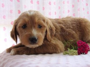 Fari at Ramsey Creek Kennels