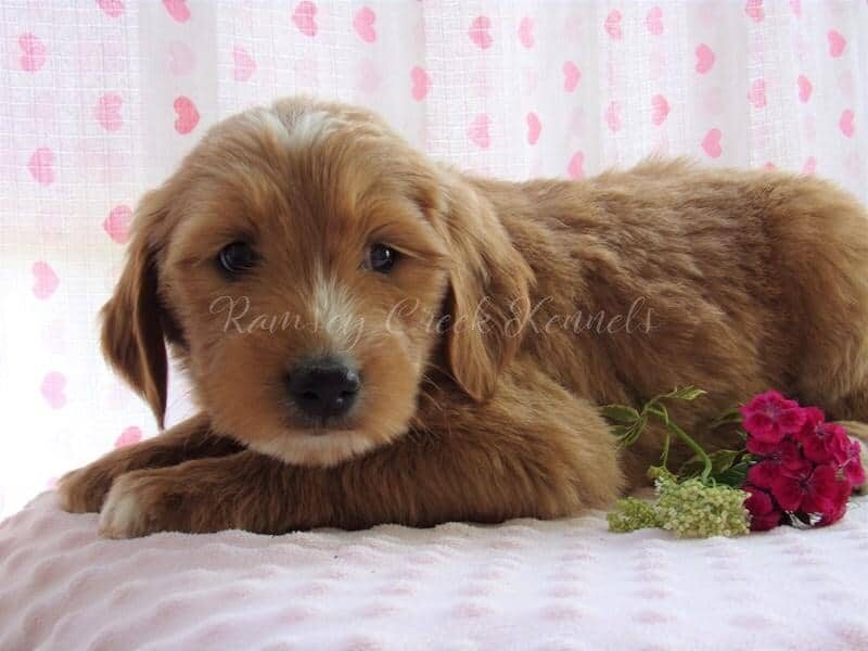 Fari, a F1-Goldendoodle puppy at Ramsey Creek Kennels in Indiana.
