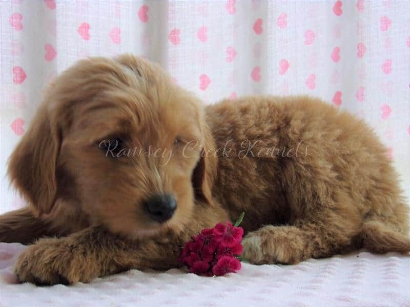 Farina, a F1-Goldendoodle puppy at Ramsey Creek Kennels in Indiana.