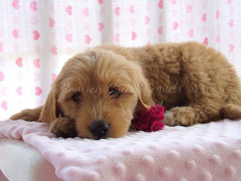 Farina, a F1-Goldendoodle puppy at Ramsey Creek Kennels in Indiana.