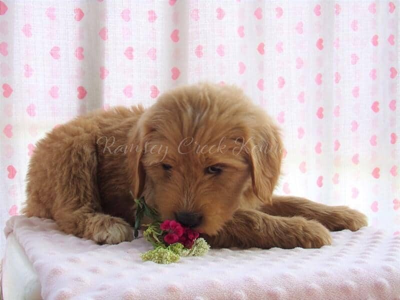Farina, a F1-Goldendoodle puppy at Ramsey Creek Kennels in Indiana.