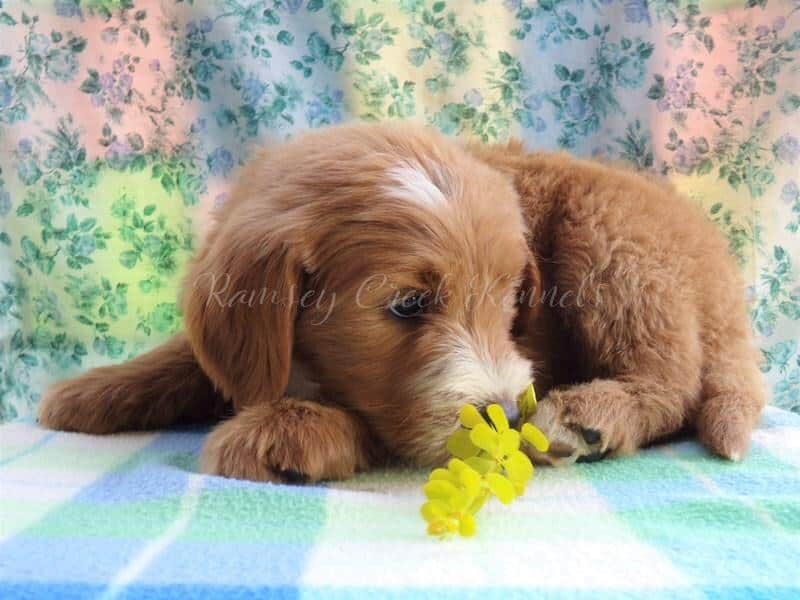 Faro, a F1-Goldendoodle puppy at Ramsey Creek Kennels in Indiana.
