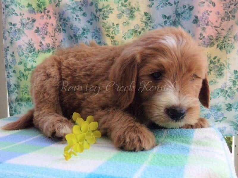 Faro, a F1-Goldendoodle puppy at Ramsey Creek Kennels in Indiana.