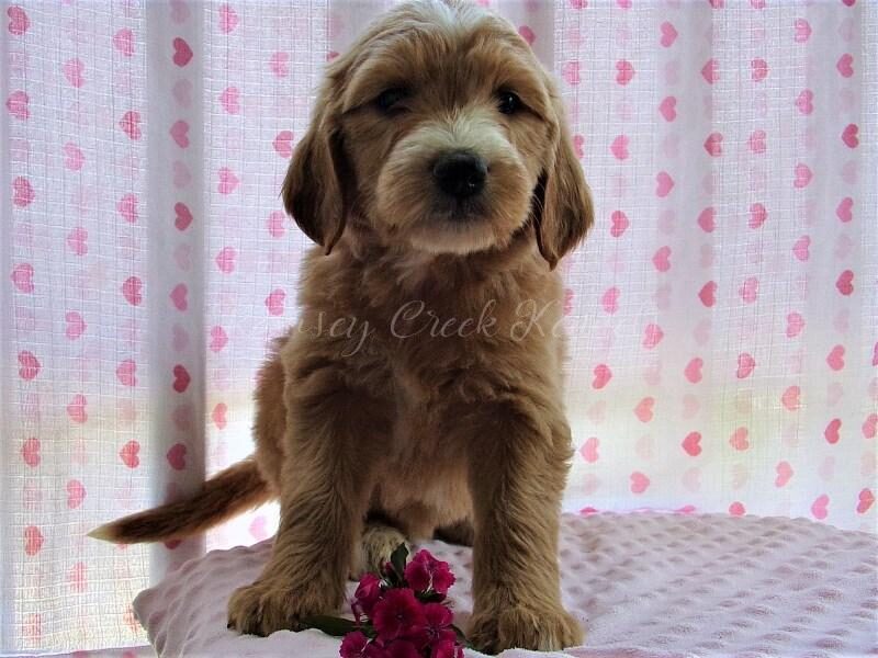 Fonda, a F1-Goldendoodle puppy at Ramsey Creek Kennels in Indiana.