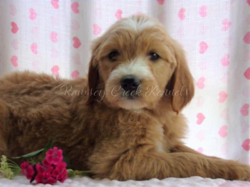 Fonda, a F1-Goldendoodle puppy at Ramsey Creek Kennels in Indiana.