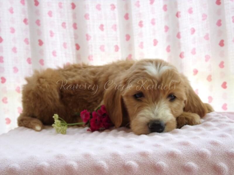 Fonda, a F1-Goldendoodle puppy at Ramsey Creek Kennels in Indiana.