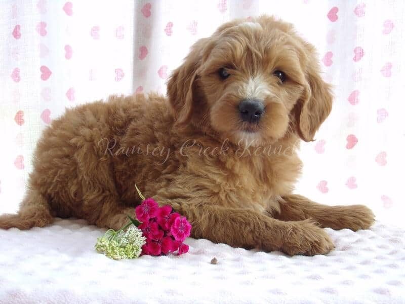 Francine, a F1-Goldendoodle puppy at Ramsey Creek Kennels in Indiana.
