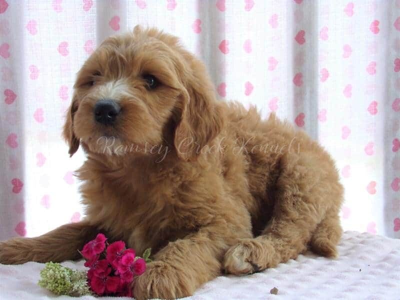 Francine, a F1-Goldendoodle puppy at Ramsey Creek Kennels in Indiana.