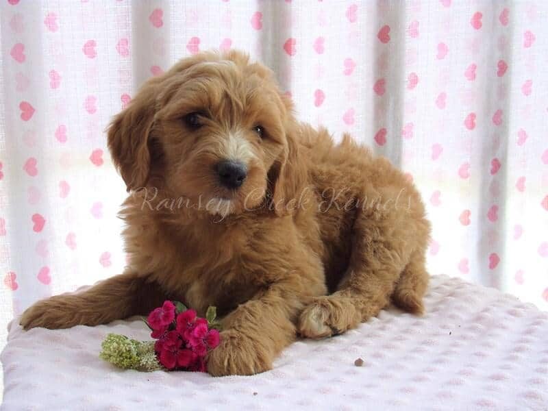 Francine, a F1-Goldendoodle puppy at Ramsey Creek Kennels in Indiana.