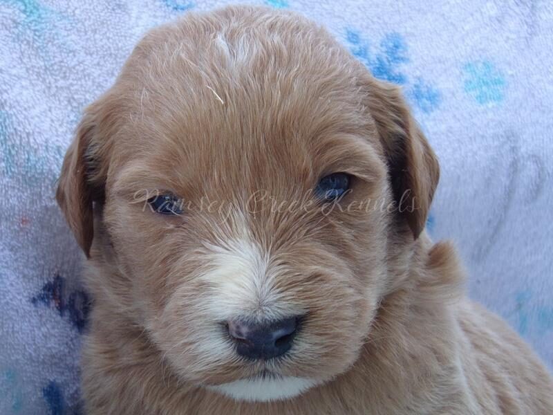 Franco, a F1-Goldendoodle puppy at Ramsey Creek Kennels in Indiana.