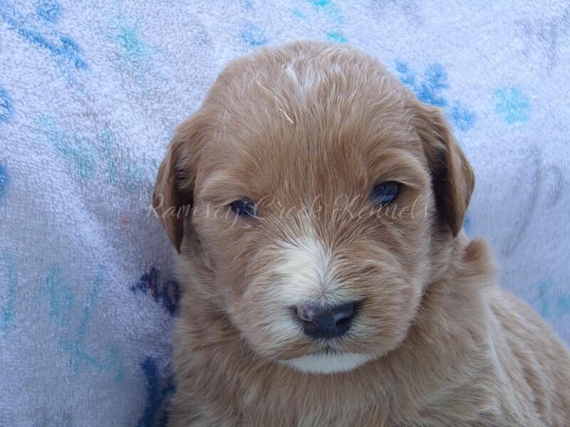 Franco, a F1-Goldendoodle puppy at Ramsey Creek Kennels in Indiana.