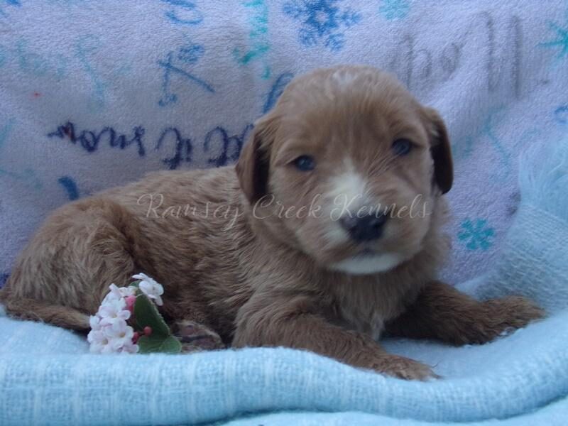 Franco, a F1-Goldendoodle puppy at Ramsey Creek Kennels in Indiana.