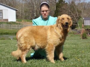 Denali, our Golden Retriever dam at Ramsey Creek Kennels