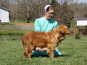 Felicity, our Golden Retriever dam at Ramsey Creek Kennels