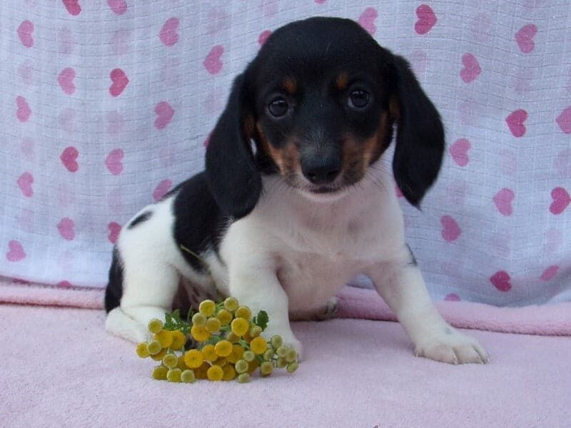 Marigold, a Mini Dachshund puppy in Indiana.