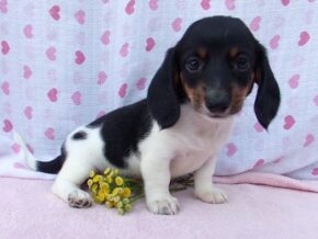 Marigold at Ramsey Creek Kennels