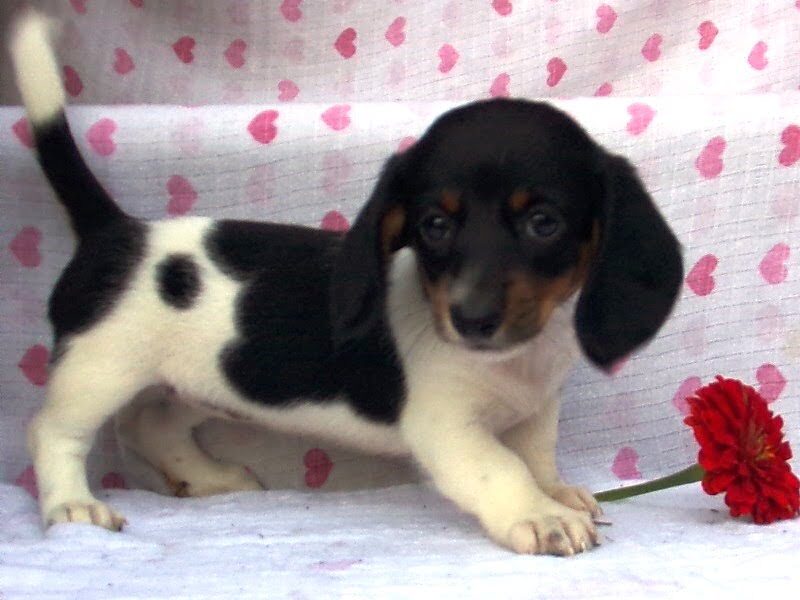 Marigold, a Mini Dachshund puppy in Indiana.
