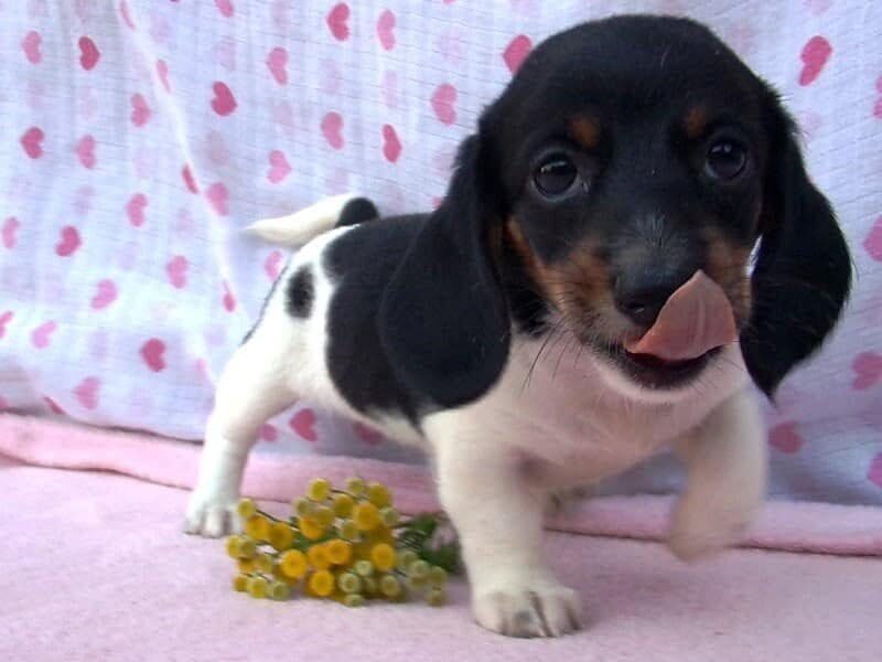 Marigold, a Mini Dachshund puppy in Indiana.
