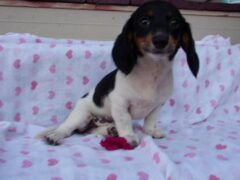 Photo1 for Marigold