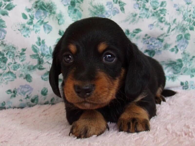 Melody, a Mini Dachshund puppy in Indiana.