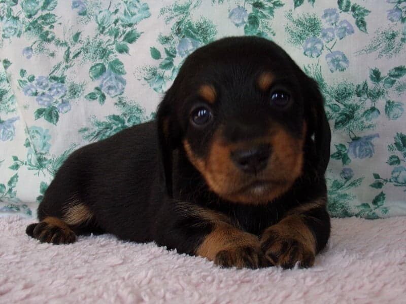 Melody, a Mini Dachshund puppy in Indiana.