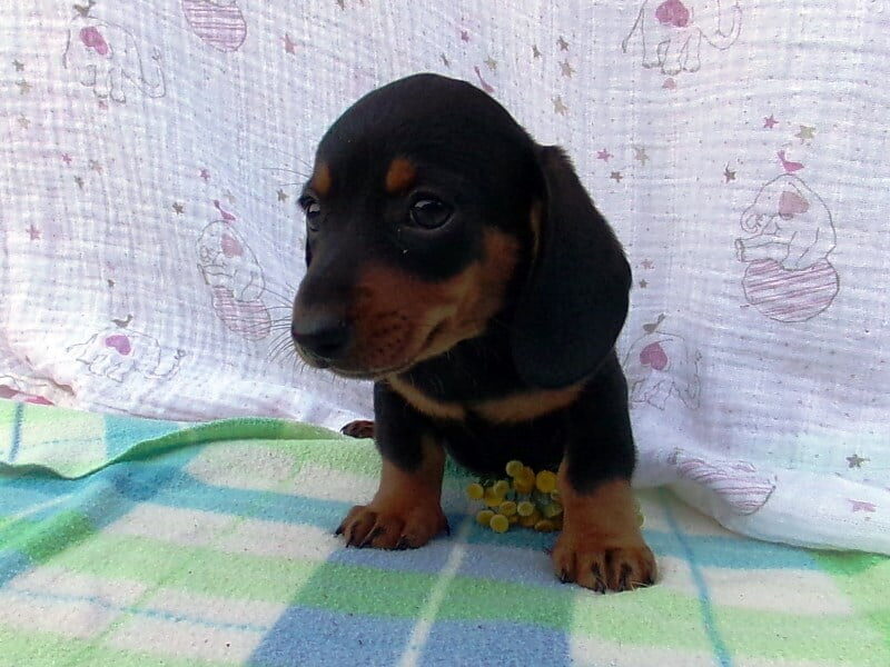 Miguel, a Mini Dachshund puppy in Indiana.