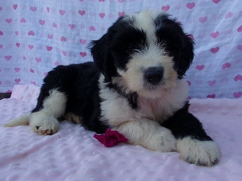 Paige, a Aussiedoodle puppy at Ramsey Creek Kennels in Indiana.