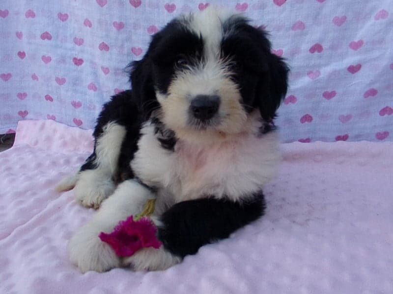 Paige, a Aussiedoodle puppy at Ramsey Creek Kennels in Indiana.