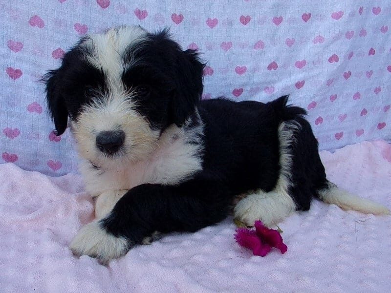 Paige, a Aussiedoodle puppy at Ramsey Creek Kennels in Indiana.